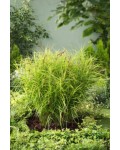 Осока пальмовидна | Осока пальмовидная | Carex muskingumensis